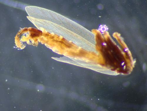 Réf. 224 912 : Micropterix aglaella